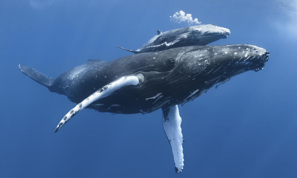Whales Can Help Us Fight Climate Change
