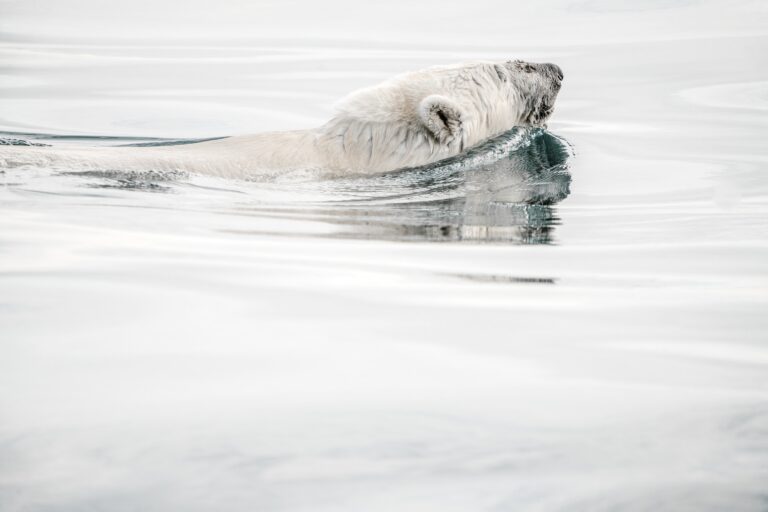 The Silent Threat: Unveiling the Impact of Ocean Acidification on Marine Life
